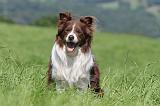 BORDER COLLIE 521